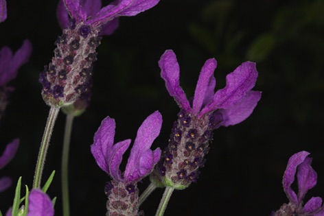 Lavanda